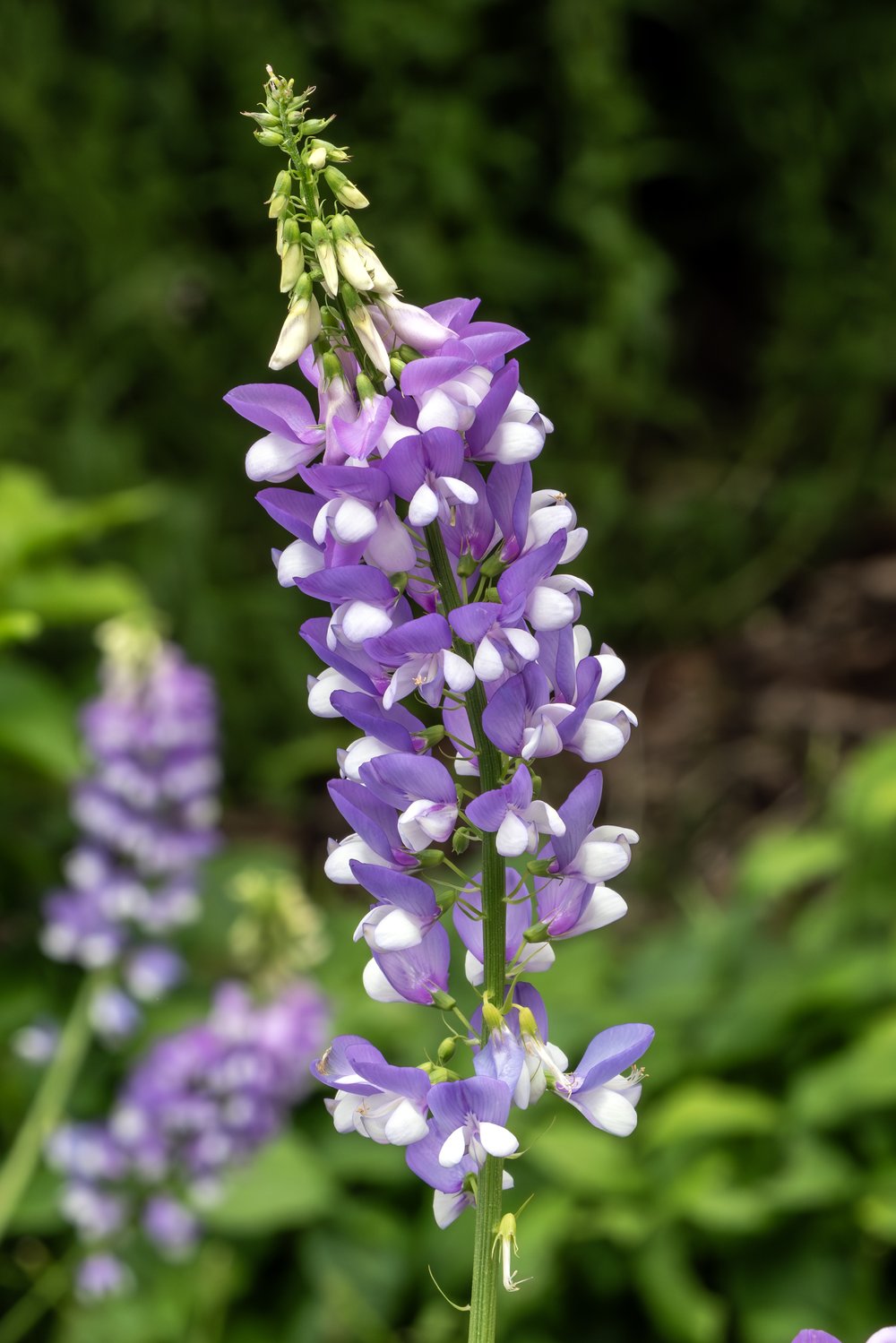 Pourquoi ProGalega ? Photo d'une plante de Galéga